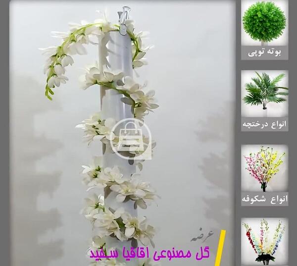 عکس گل اقاقیا سفید