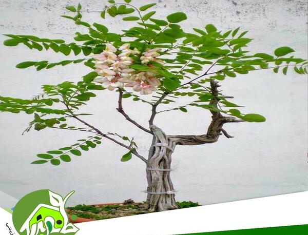 عکس گل اقاقیا سفید