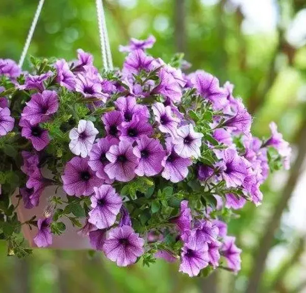 عکس بذر گل اطلسی