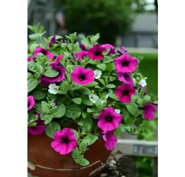 عکس بذر گل اطلسی