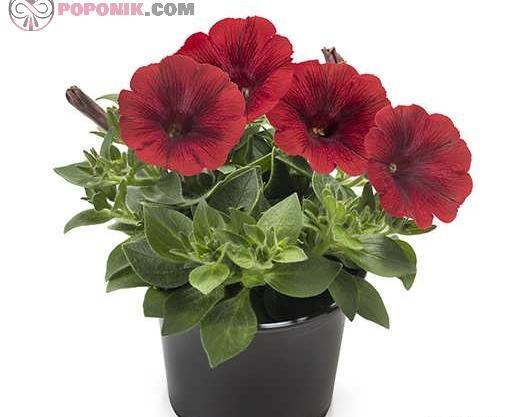 عکس بذر گل اطلسی
