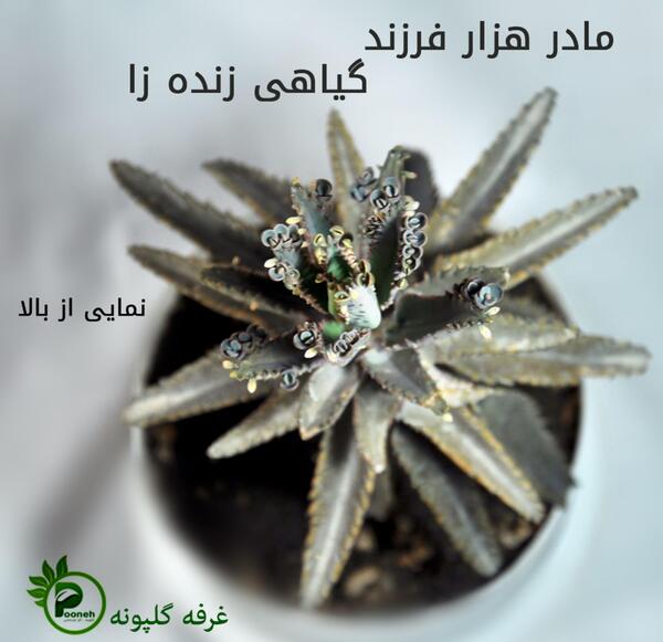 عکس گل اشکی