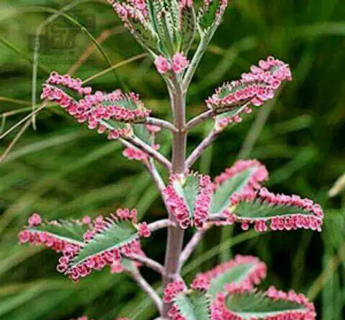 عکس گل اشکی