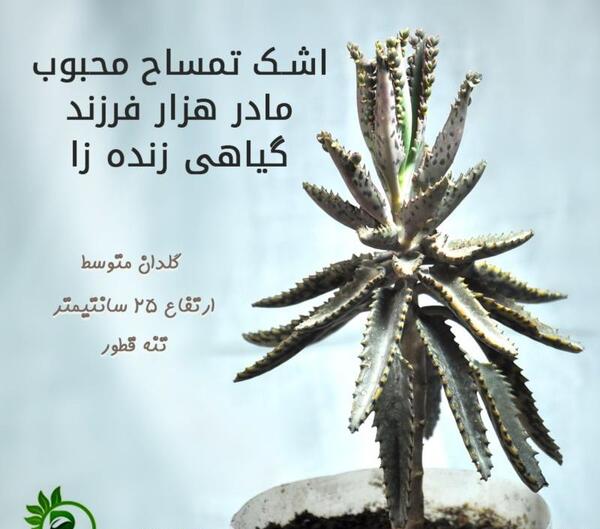 عکس گل اشکی