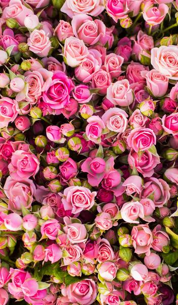 عکس زمینه گل گلی
