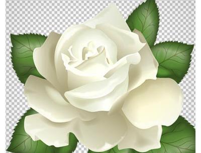عکس کارتونی گل رز