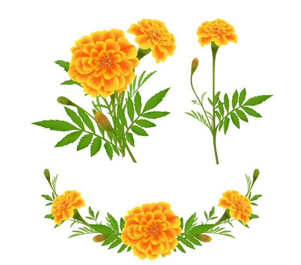عکس کارتونی گل رز