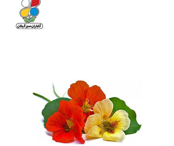 عکس بذر گل لادن