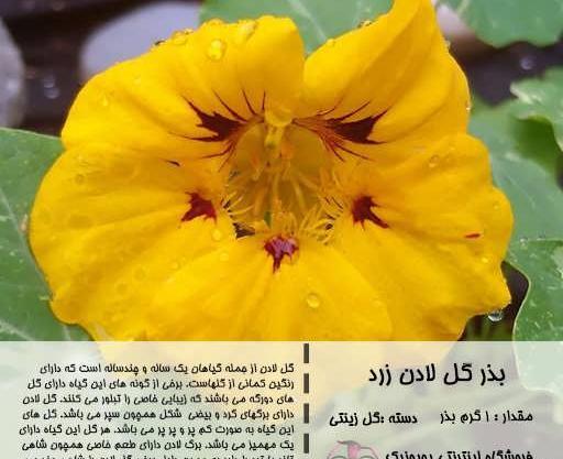 عکس بذر گل لادن