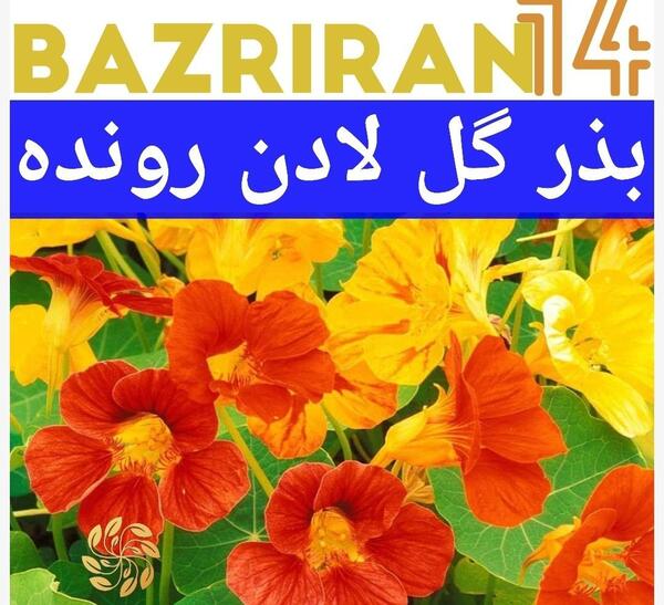 عکس بذر گل لادن