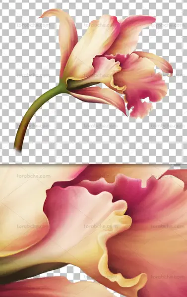 عکس گل سوسن برای پروفایل