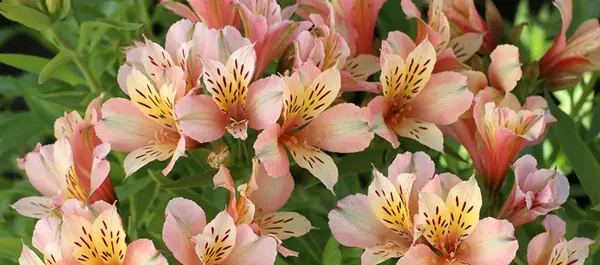 عکس گل سوسن برای پروفایل