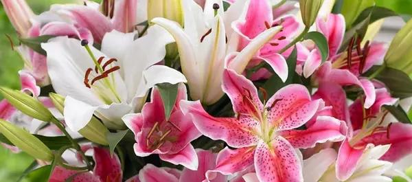 عکس گل سوسن برای پروفایل