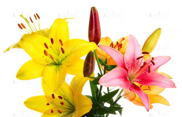 عکس گل سوسن برای پروفایل
