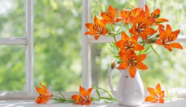 عکس گل سوسن برای پروفایل