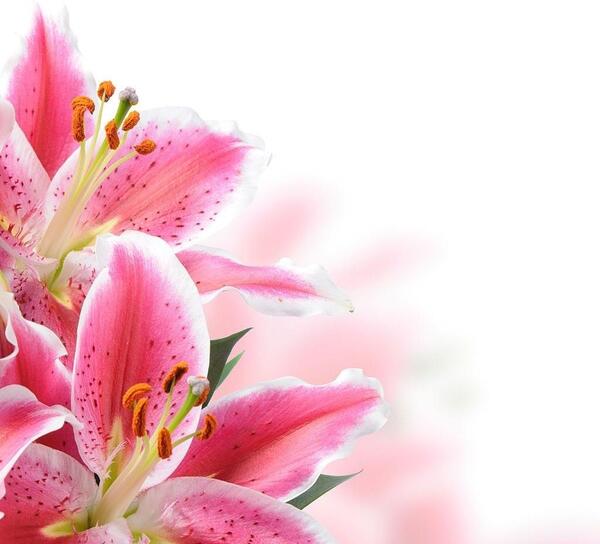 عکس گل سوسن برای پروفایل