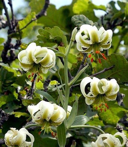 عکس گل سوسن برای پروفایل