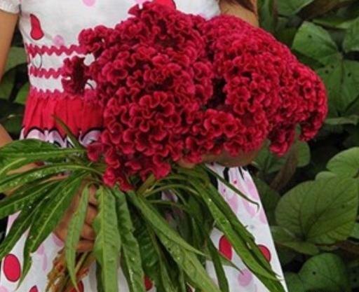 عکس بذر گل تاج خروس