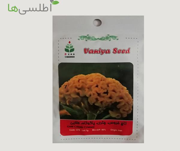 عکس بذر گل تاج خروس