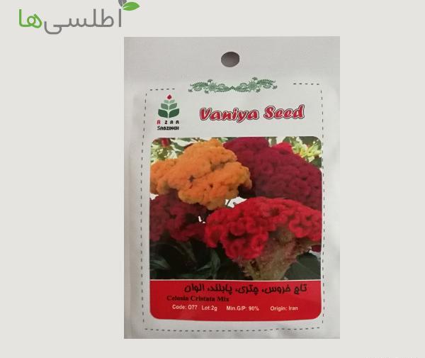 عکس بذر گل تاج خروس