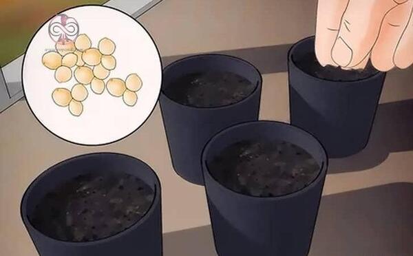 عکس بذر گل تاج خروس