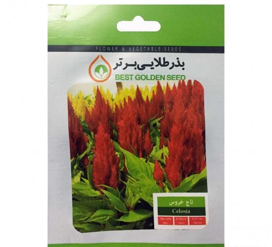 عکس بذر گل تاج خروس