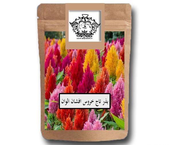 عکس بذر گل تاج خروس
