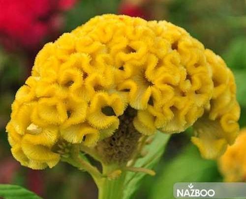 عکس بذر گل تاج خروس