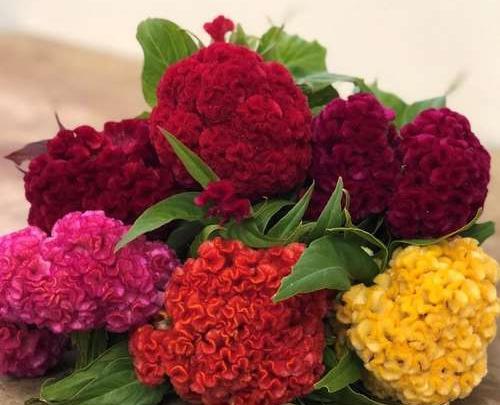 عکس بذر گل تاج خروس