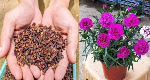 عکس گل میخک دارویی
