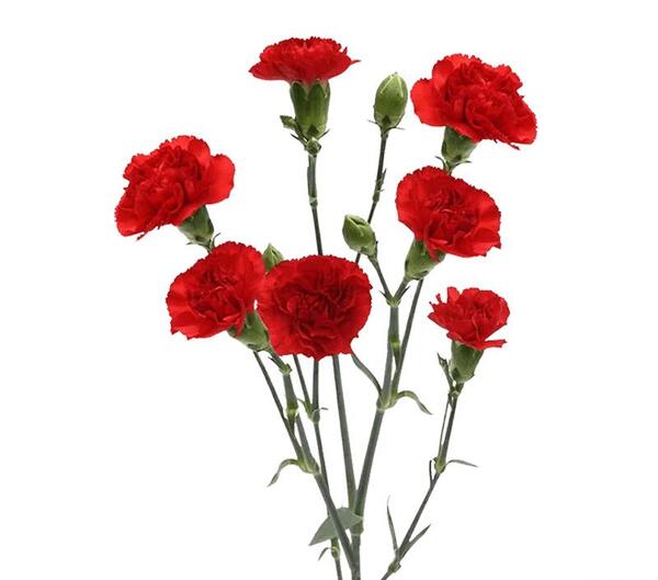 عکس گل میخک دارویی