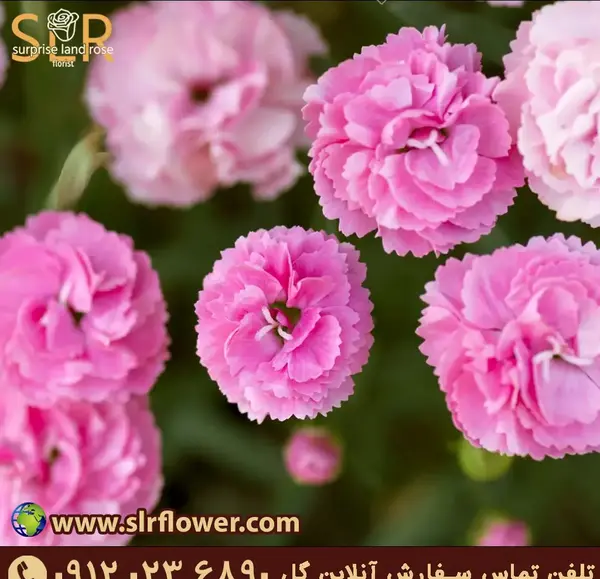 عکس گل میخک دارویی