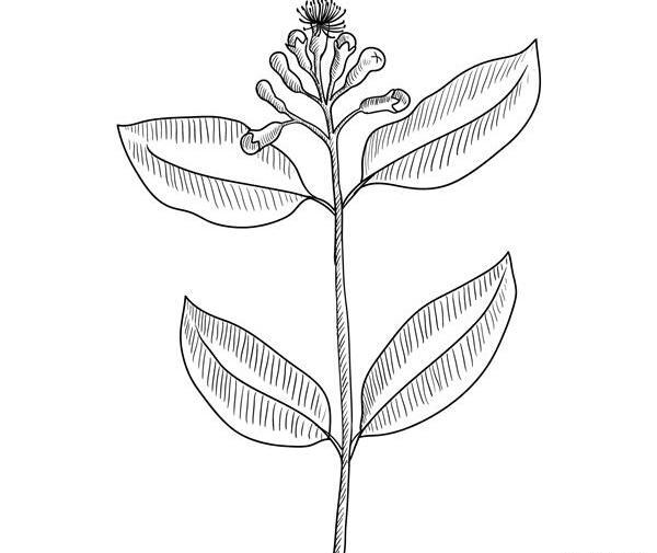 عکس گل میخک دارویی