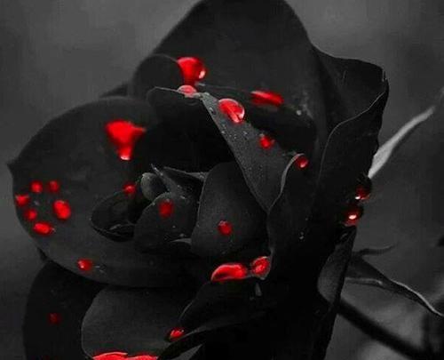 دانلود عکس گل سیاه برای پروفایل