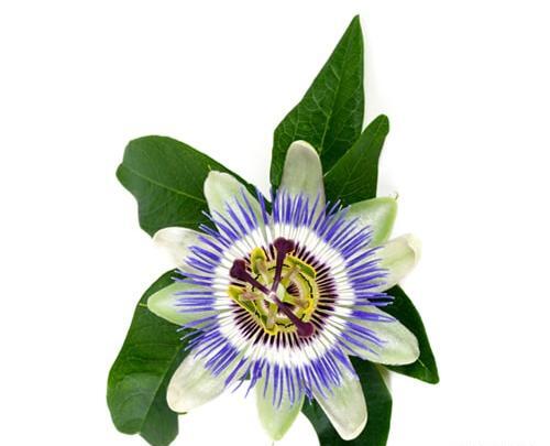 عکس از گل ساعتی
