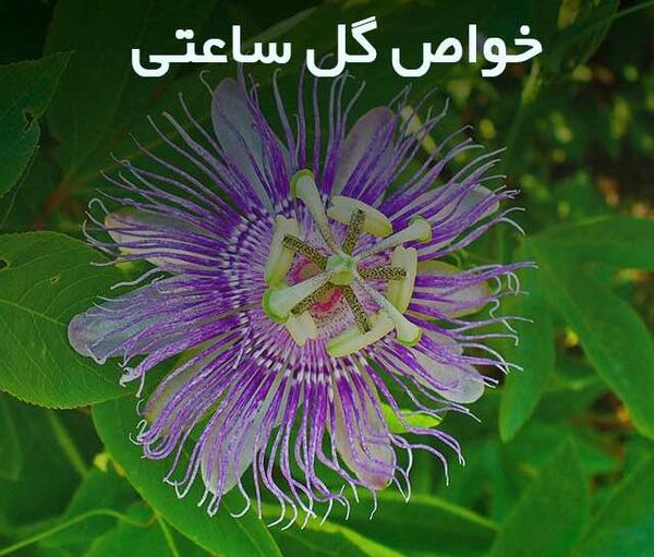 عکس از گل ساعتی