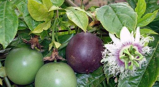 عکس از گل ساعتی
