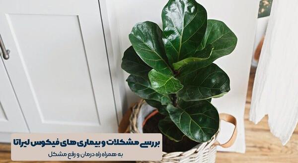 عکس گل فیکوس لیراتا