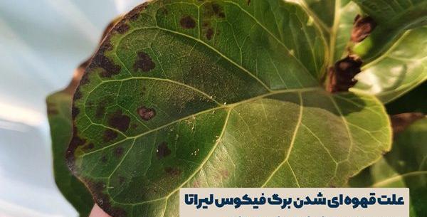 عکس گل فیکوس لیراتا