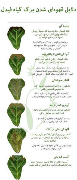عکس گل فیکوس لیراتا
