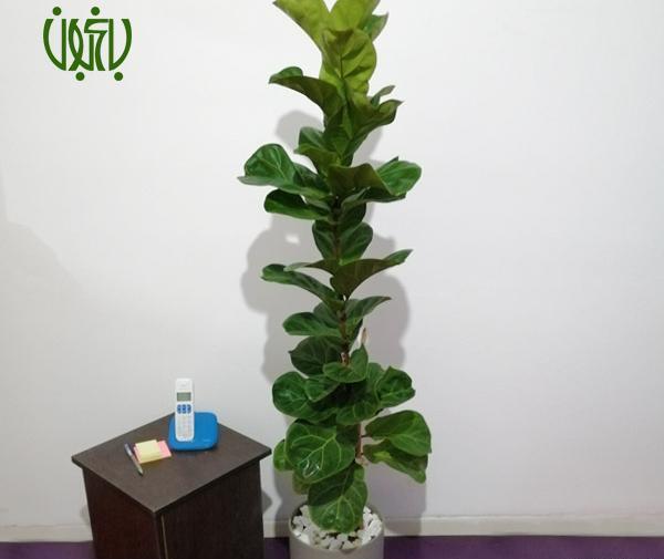 عکس گل فیکوس لیراتا
