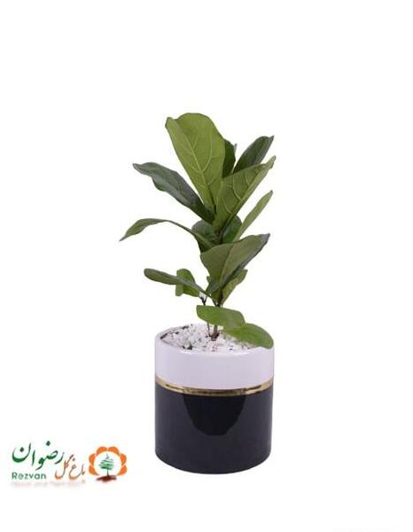 عکس گل فیکوس لیراتا