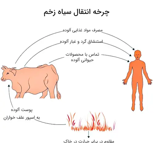 عکس هایی از سیاه زخم