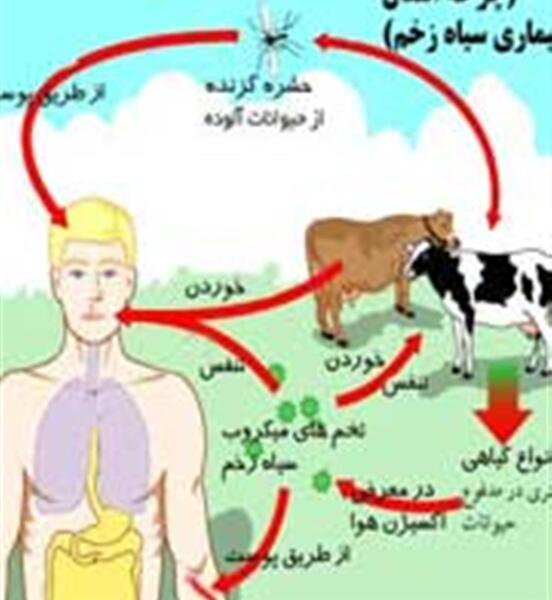 عکس هایی از سیاه زخم