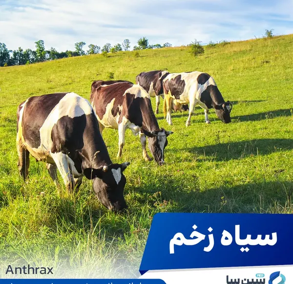 عکس هایی از سیاه زخم
