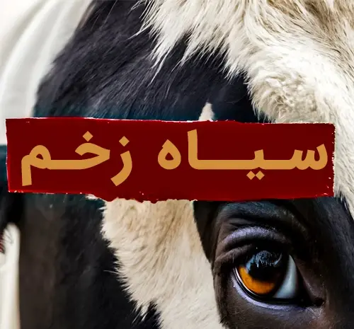 عکس هایی از سیاه زخم