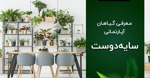 عکس گل های آپارتمانی سایه دوست