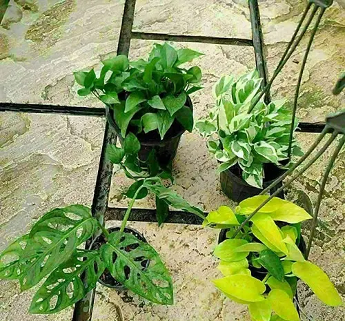 عکس گل های آپارتمانی سایه دوست