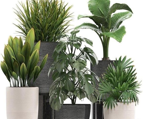 عکس گل های آپارتمانی سایه دوست