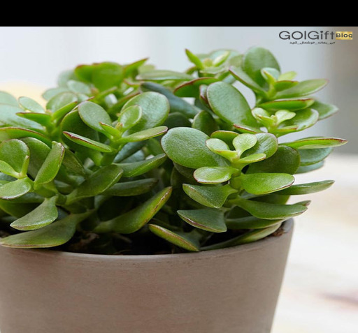 عکس گل های آپارتمانی سایه دوست
